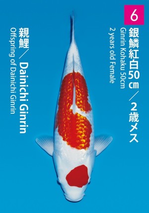 No.06_dainichikai2016_Ginrin Kohaku_50cm