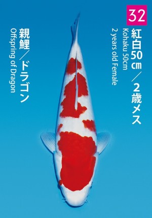 No.32_dainichikai2016_Kohaku_50cm