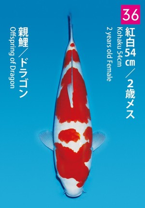 No.36_dainichikai2016_Kohaku_54cm