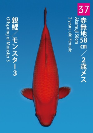 No.37_dainichikai2016_Akamuji_58cm