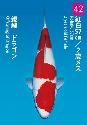No.42_dainichikai2016_Kohaku_57cm
