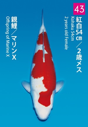 No.43_dainichikai2016_Kohaku_54cm
