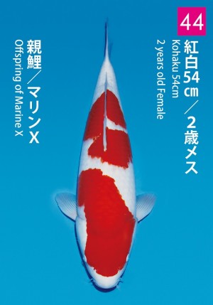 No.44_dainichikai2016_Kohaku_54cm