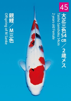 No.45_dainichikai2016_Sanke_54cm