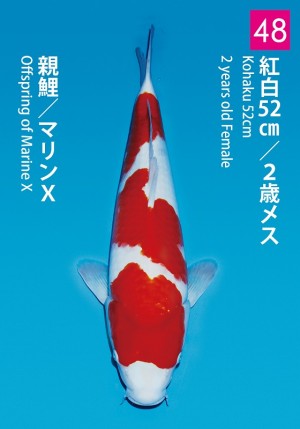 No.48_dainichikai2016_Kohaku_52cm