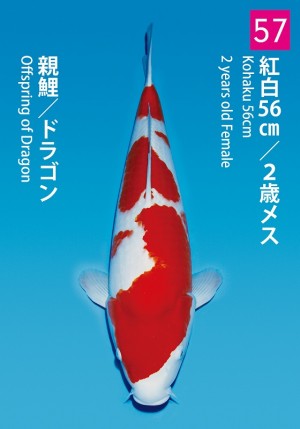 No.57_dainichikai2016_Kohaku_56cm