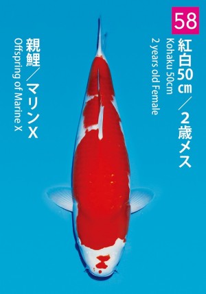 No.58_dainichikai2016_Kohaku_50cm