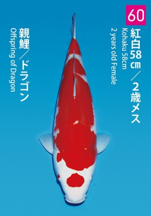 No.60_dainichikai2016_Kohaku_58cm