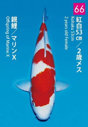No.66_dainichikai2016_Kohaku_53cm