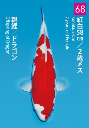 No.68_dainichikai2016_Kohaku_58cm