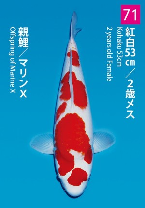 No.71_dainichikai2016_Kohaku_53cm