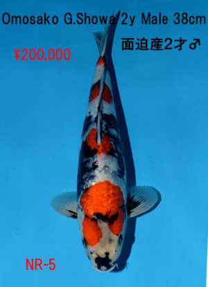 nr-5200000yen_omosako-g-showa-2y-male-38cm
