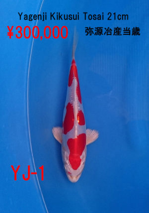 yg-1_300000yen_yagenji-kikusui-tosai-20cm