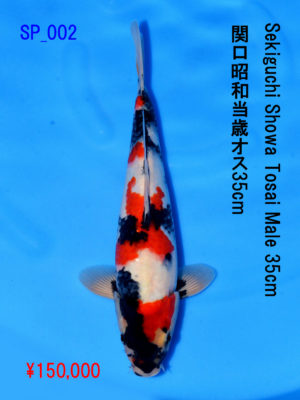sp_002150000yen_sekiguchi-showa-tosai-male-34-5cm
