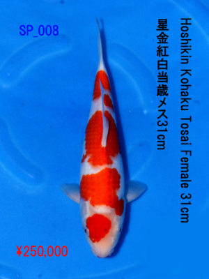 sp_008250000yen_hoshikin-kohaku-tosai-female-31cm