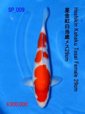 sp_009300000yen_hoshikin-kohaku-tosai-female-29cm